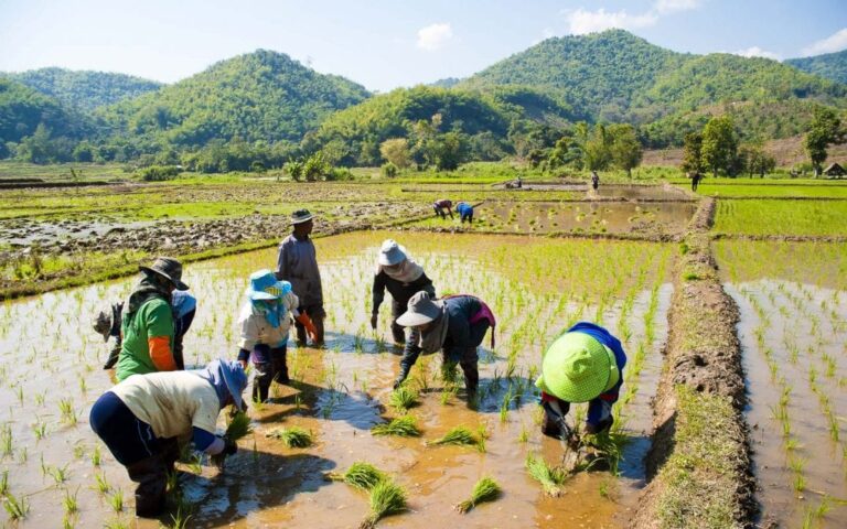 泰國大米市場